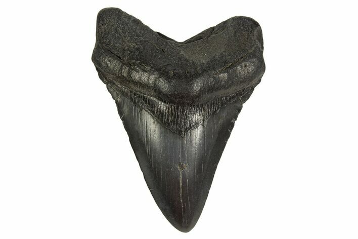 Fossil Megalodon Tooth - South Carolina #332072